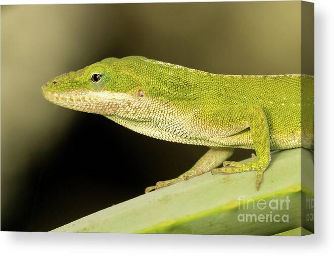 Animal Canvas Print featuring the photograph Green Anole Portrait by Nancy Gleason