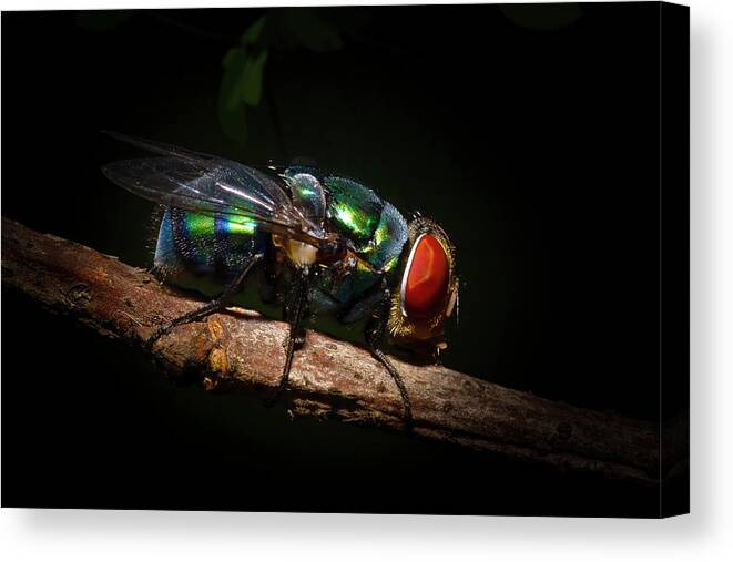 Green Bottle Fly Canvas Print featuring the photograph Green Bottle Fly by Mark Andrew Thomas