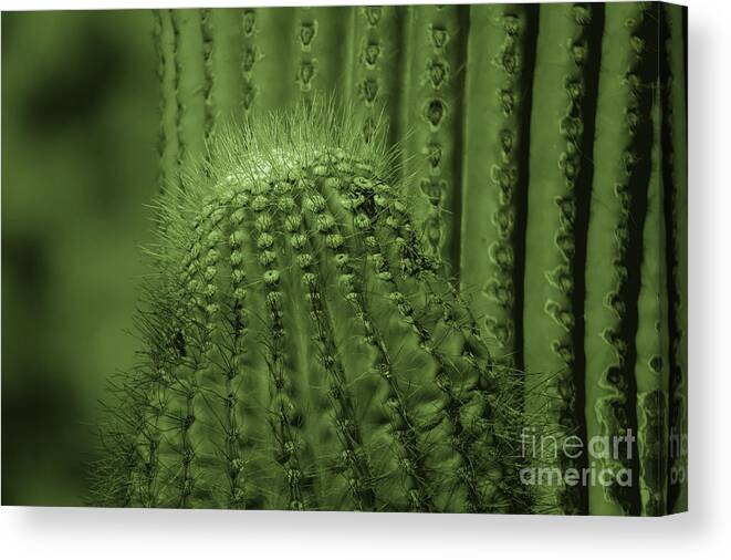 Plants Canvas Print featuring the photograph Green Cactus by Mary Mikawoz