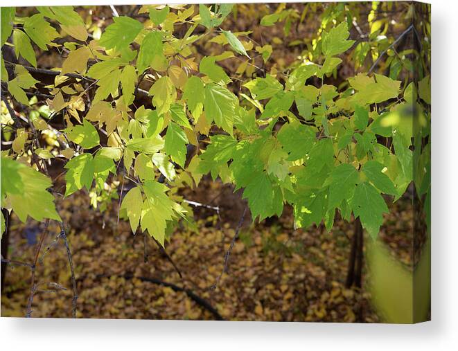 Leaves Canvas Print featuring the photograph Green Fall Leaves, Santa Fe by Jennifer Kane Webb