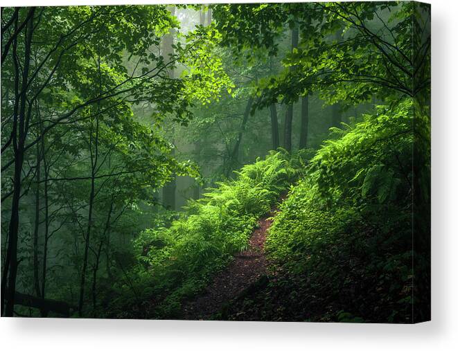 Mountain Canvas Print featuring the photograph Green Forest by Evgeni Dinev
