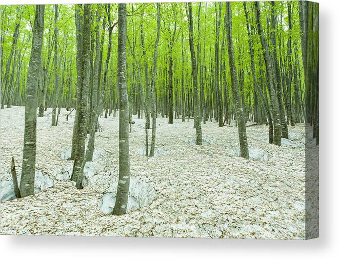 Scenics Canvas Print featuring the photograph Green forest with snowpack by Plusphoto