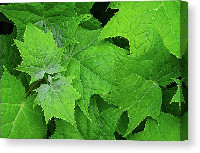 Maple Canvas Print featuring the photograph Green maple leaves by Bernhard Schaffer