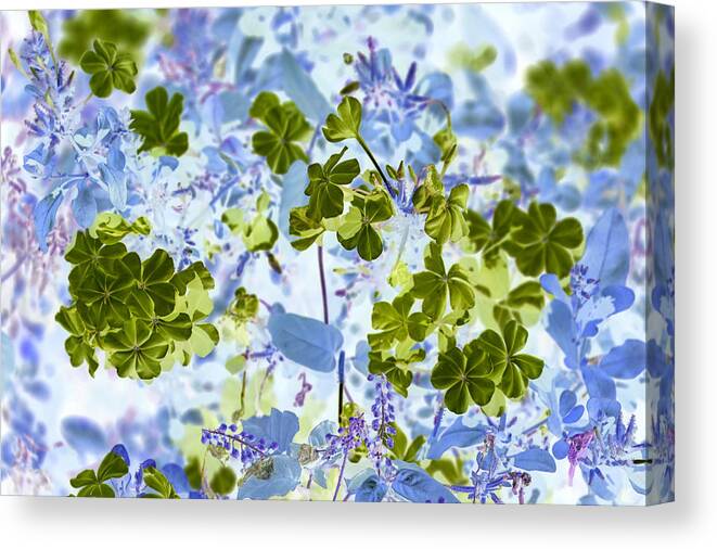Flower Canvas Print featuring the photograph Blooms of Green in Blue by Missy Joy