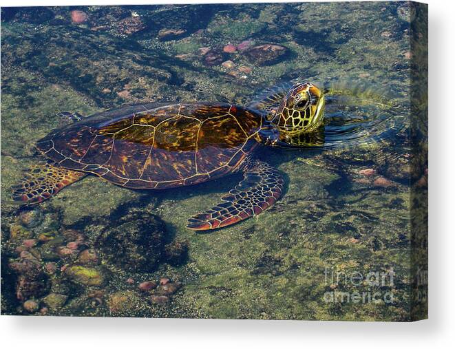 Green Sea Turtle Canvas Print featuring the photograph Green Sea Turtle Resting on Shore in Hawaii by Nancy Gleason