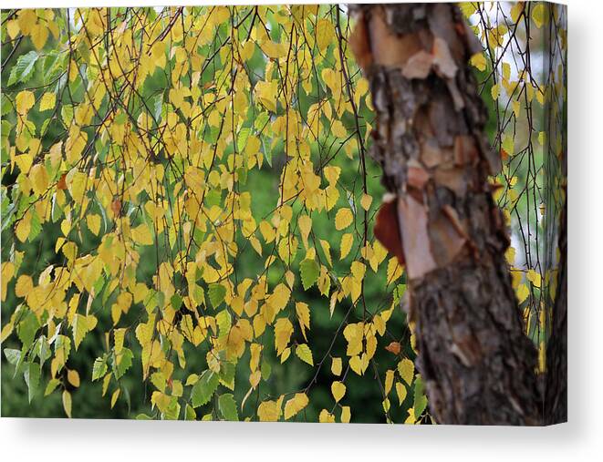 Seasons Canvas Print featuring the photograph Green to Gold by Mary Anne Delgado