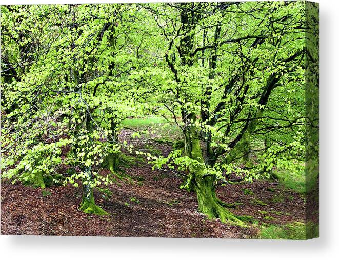 Ireland Canvas Print featuring the photograph Green Trees of Ireland by Jill Love