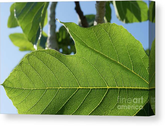Fig Leaf Canvas Print featuring the photograph Leaf veins of a green fig leaf in springtime by Adriana Mueller
