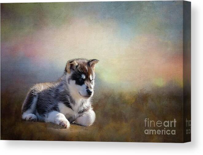 Puppy Canvas Print featuring the mixed media Greenlandic Sled Dog Puppy at Sunrise by Eva Lechner