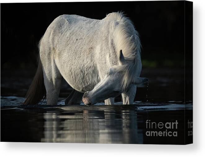Salt River Wild Horse Canvas Print featuring the photograph Grey Beauty by Shannon Hastings