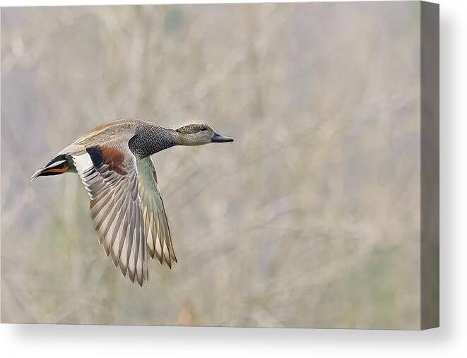 Duck Canvas Print featuring the photograph Grey Duck in a grey background by Jim E Johnson