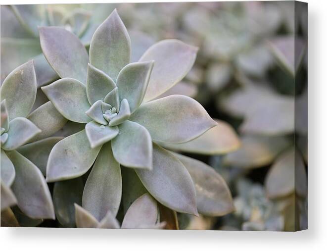 Succulent Canvas Print featuring the photograph Grey Ghost Plant by Mingming Jiang