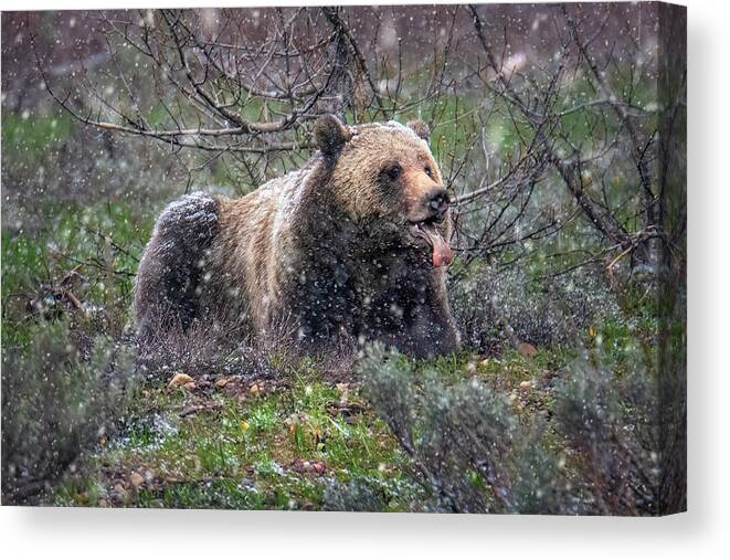 Snowflake Canvas Print featuring the photograph Grizzly Catching Snowflakes by Michael Ash