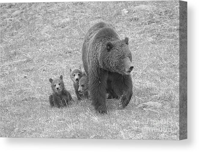 Grizzly Canvas Print featuring the photograph Grizzly Family Hike Black And Whte by Adam Jewell