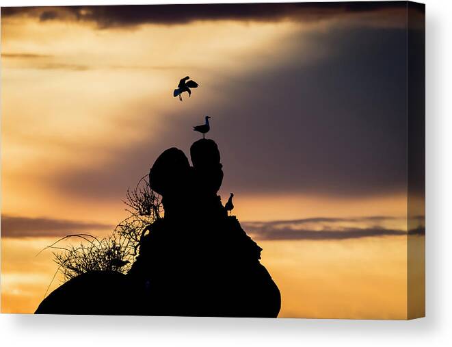 Animals Canvas Print featuring the photograph Gull Silhouettes at Sunset by Robert Potts