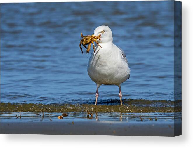 European Herring Gull Canvas Print featuring the photograph Gull with Crab by Arterra Picture Library