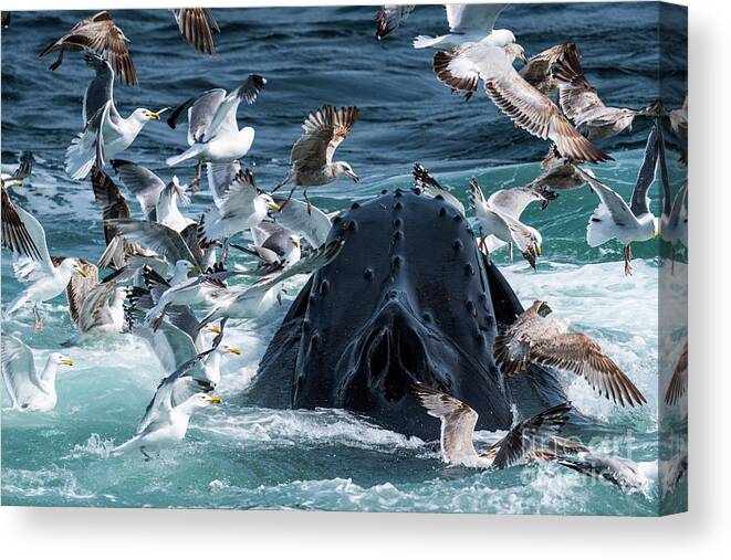 Whale Canvas Print featuring the photograph Gulls After Sandlance by Lorraine Cosgrove