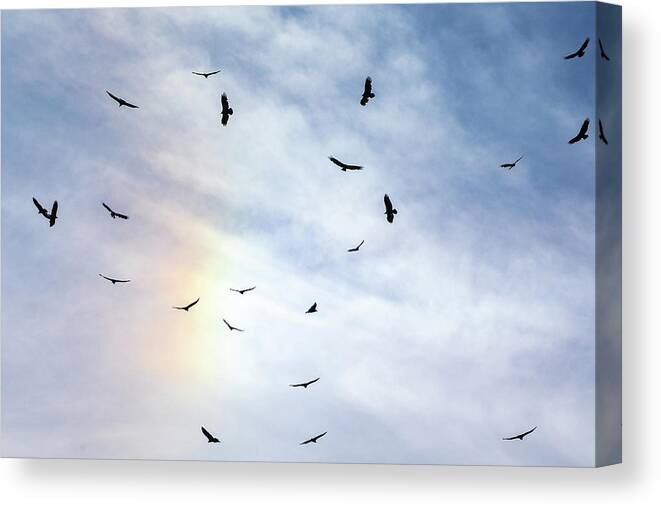 Sea Canvas Print featuring the photograph Gulls in the Rainbow by Denise Kopko