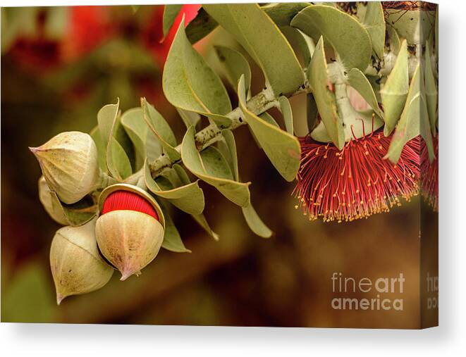 Flora Canvas Print featuring the photograph Gum Nuts 3 by Werner Padarin