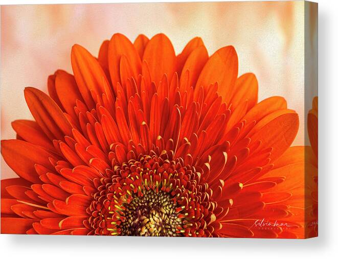 Flores Canvas Print featuring the photograph Half flower by Silvia Marcoschamer
