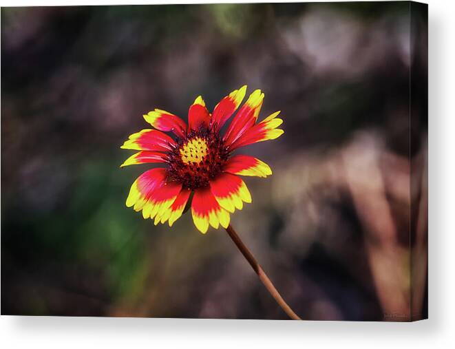 Arizona Canvas Print featuring the photograph Hand Painted by Rick Furmanek