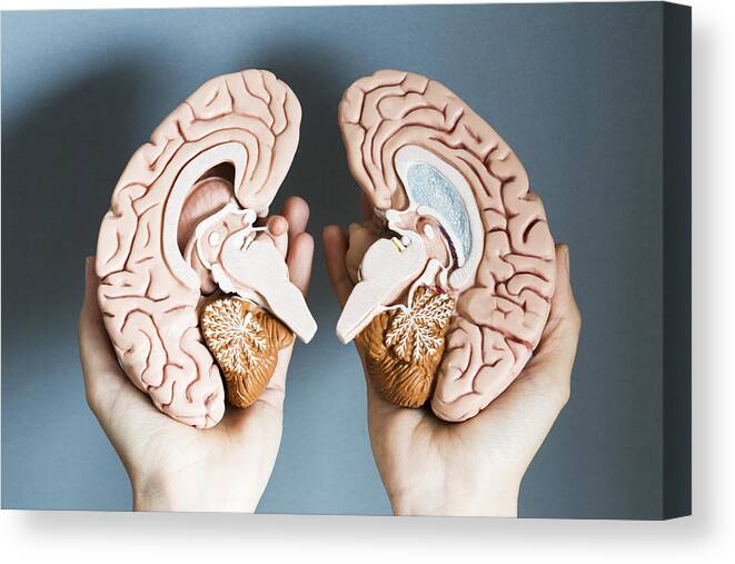 Shadow Canvas Print featuring the photograph Hands holding two hemispheres of human brain by Dimitri Otis