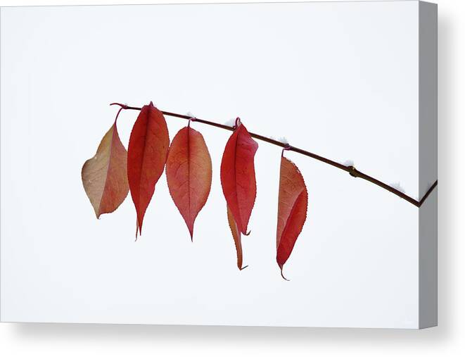 Autumn Canvas Print featuring the photograph Hanging On for Dear Life - red leaves clutching branch after first snowfall by Peter Herman