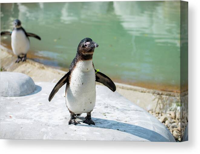 Penquin Canvas Print featuring the photograph Happy Dance by Stacy Abbott