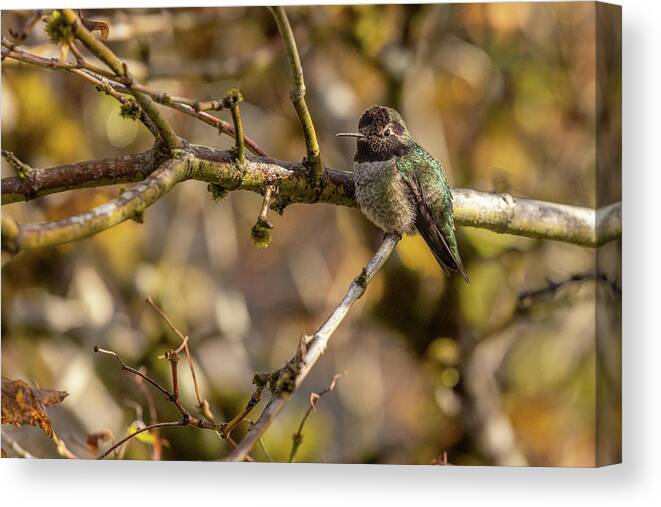 Bird Canvas Print featuring the photograph Happy Hummer by Bob Cournoyer