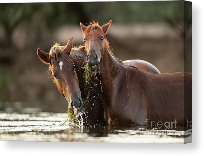 Salt River Wild Horses Canvas Print featuring the photograph Happy Meal by Shannon Hastings