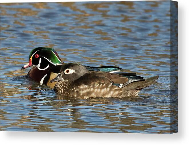 Wood Ducks Canvas Print featuring the photograph Happy Wood Ducks on the Water by Kathleen Bishop