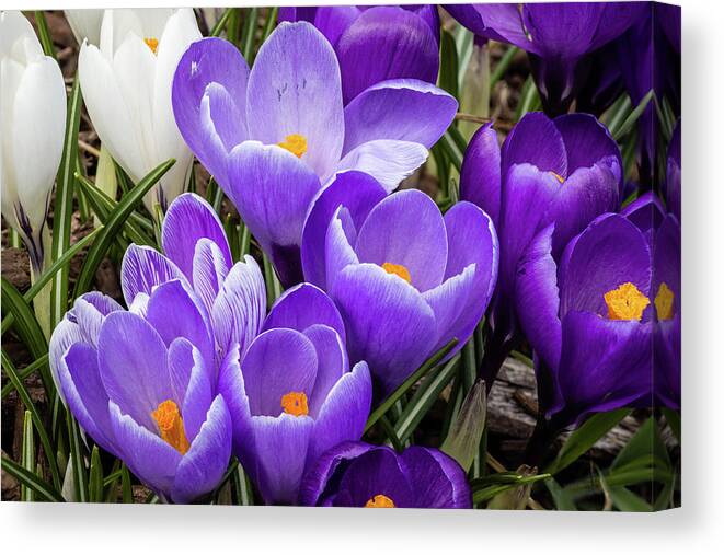 Crocus Canvas Print featuring the photograph Harbinger of Spring by Craig A Walker