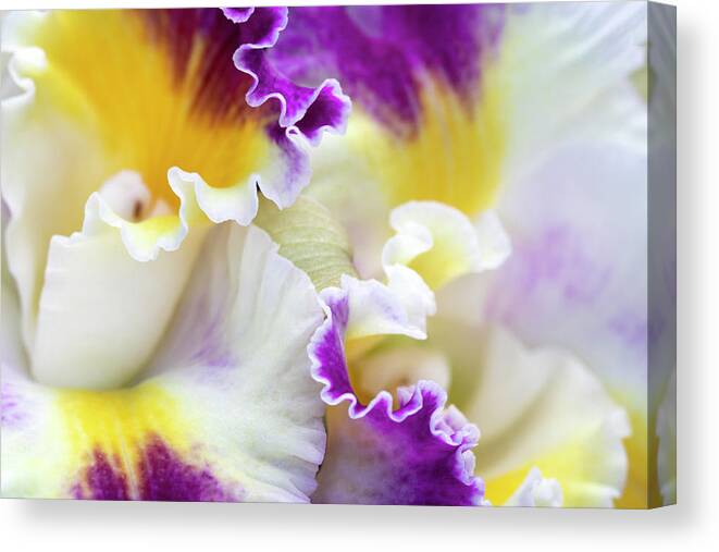 Flower Canvas Print featuring the photograph Harlequin Cattleya Orchid by Patty Colabuono