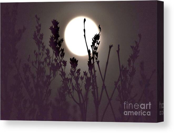 Full Moon Canvas Print featuring the photograph Harvest Moon Risin' by Debra Banks
