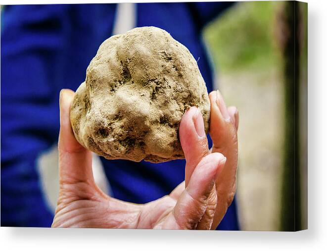 Italy Canvas Print featuring the photograph Harvested White Truffle by Craig A Walker