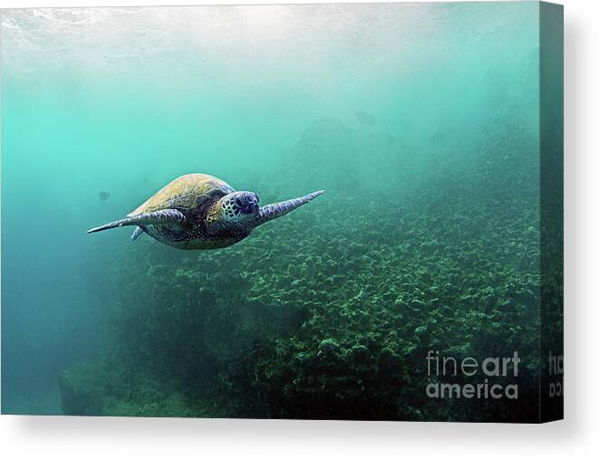Sea Turtle Canvas Print featuring the photograph Hawaiian Sea Turtle Soaring Underwater by Paul Topp
