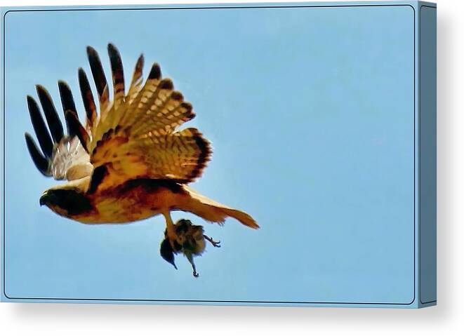 Waywardmuse Canvas Print featuring the photograph Hawk's Take-Out by Judy Kennedy