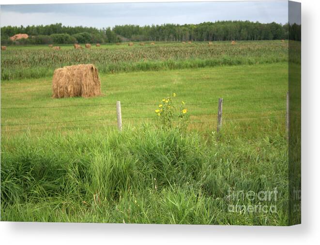 Nature Canvas Print featuring the photograph Hay Field by Mary Mikawoz