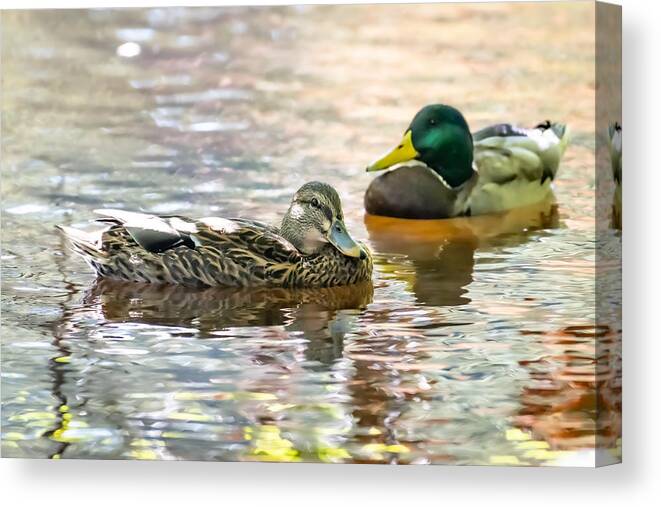 Bird Canvas Print featuring the photograph Heading for Fall Colors by Linda Bonaccorsi