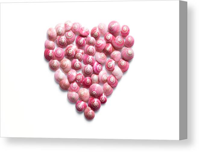 Animal Shell Canvas Print featuring the photograph Heart Made Of Pink Shells On White Background by Lifeispixels