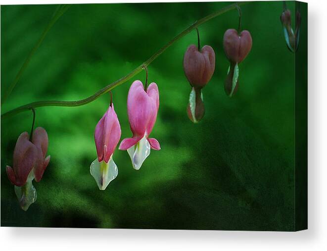 Dicentra Canvas Print featuring the photograph Hearts of Spring by Moira Law