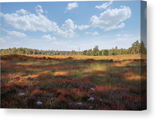 Heathland Landscape Canvas Print featuring the photograph Heathland landscape by MPhotographer