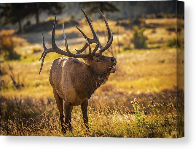 Bull Elk Canvas Print featuring the photograph Heavy is the Head that Wears the Crown by Gary Kochel
