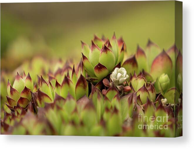 Hen-and-chicks Canvas Print featuring the photograph Hen and Chicks Close-up by Nancy Gleason