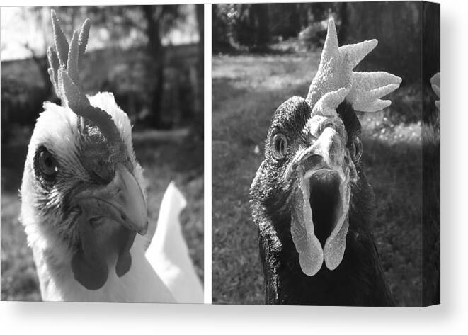 Hello Canvas Print featuring the photograph Hens Hello by Joelle Philibert