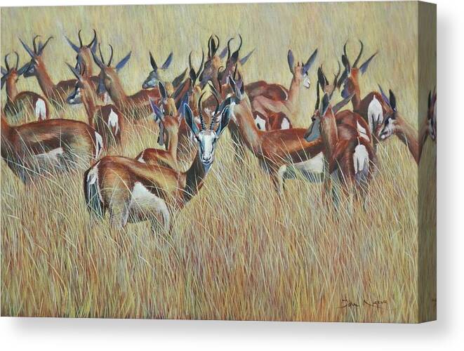 Springbok Canvas Print featuring the painting Herd of Springbok by John Neeve