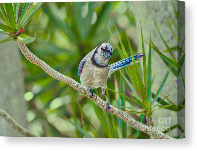 Birds Canvas Print featuring the photograph Here's Looking at You by Judy Kay