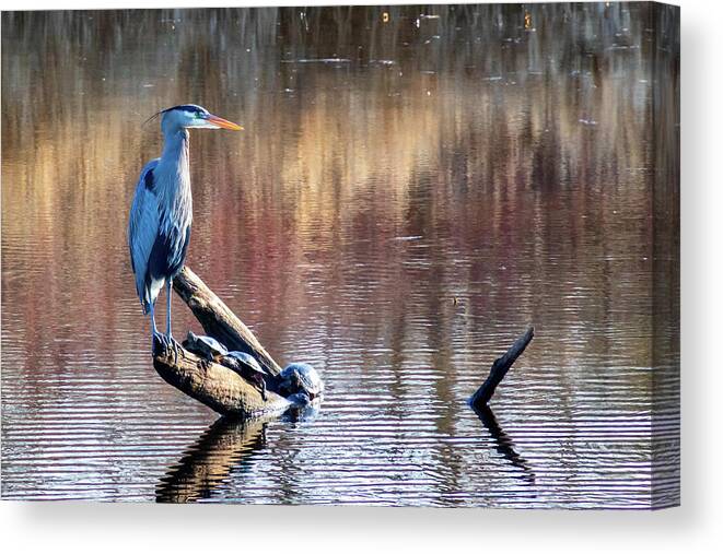 Juanita Bay Park Canvas Print featuring the photograph Heron and Company by Phyllis McDaniel