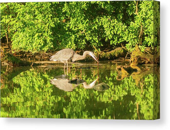 Bird Canvas Print featuring the photograph Heron at Play in Prospect Park by Auden Johnson