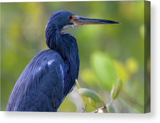 Heron Canvas Print featuring the photograph Heron Blues by Mary Buck